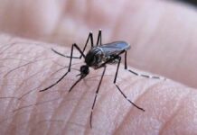 Puebla registra tres hospitalizados por dengue Dengue