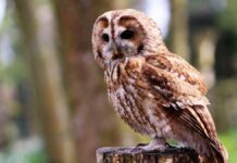 EU propone matar a miles de búhos para salvar otra especie de búho