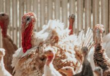Hungría: Sacrifican más de 26 mil pavos por gripe aviar H5N1 Gripe