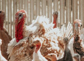 Hungría: Sacrifican más de 26 mil pavos por gripe aviar H5N1 Gripe