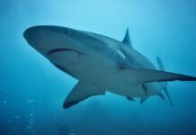 Jalisco cierra playas tras ataque de tiburón Tiburón