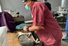 Paola Angon encabeza jornada de esterilización de perros y gatos