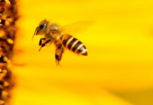 Semarnat alista nombramientos de áreas protegidas para cuidar abejas nativas