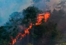 Llaman a cuidar zonas boscosas tras incendio forestal en Libres Incendio