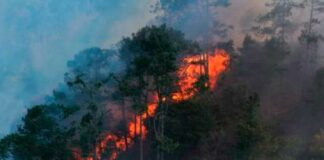 Llaman a cuidar zonas boscosas tras incendio forestal en Libres Incendio
