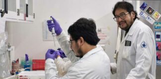 Investigadores BUAP analizan problemas de memoria causados por obesidad obesidad