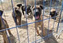 Invierten 7 mdp en Estancia para el Bienestar Animal en Amalucan