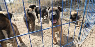 Invierten 7 mdp en Estancia para el Bienestar Animal en Amalucan