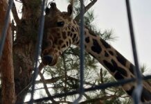Jirafa Benito pasa por San Luis Potosí a horas de llegar a Puebla Benito