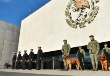 Se jubilan Ecko y Max, perros rescatistas de la Marina