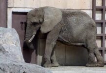 Piden salvar a la elefanta Ely del Zoológico de CDMX