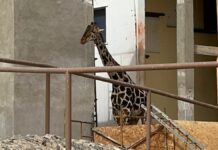 Juez ordena traslado de la jirafa Benito exclusivamente a Puebla