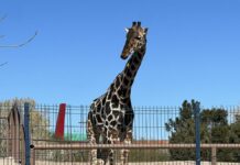 Puebla será la nueva casa de la jirafa Benito, confirma gobernador