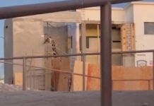 Niegan el traslado de la jirafa Benito a Puebla