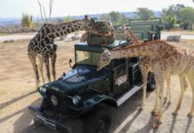 Así conoció la jirafa Benito a su nueva manada en Africam Safari