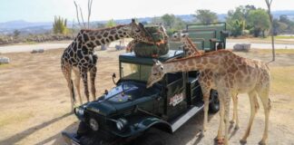 Así conoció la jirafa Benito a su nueva manada en Africam Safari