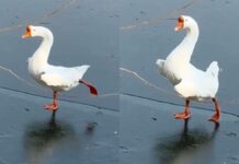 Captan a ganso bailando al ritmo de “El Lago de los Cisnes”