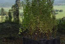 Alistan inversión de 6 mdp para reforestar región del Izta-Popo Izta-Popo