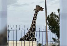 Jirafa Benito sale de Ciudad Juárez rumbo a Puebla; viajará hasta 50 horas Jirafa
