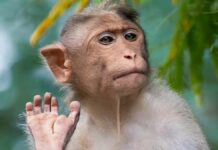 Científicos chinos clonan con éxito un mono rhesus