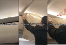 Hallan a serpiente en avión de Tailandia