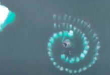 Ballenas jorobadas forman espiral de Fibonacci ballenas