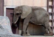 Africam Safari analizará posible rescate de elefanta Ely elefanta