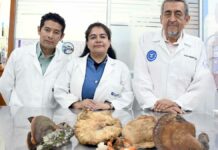 Investigadores BUAP rescatan saberes ancestrales sobre hongos silvestres en La Malinche hongos