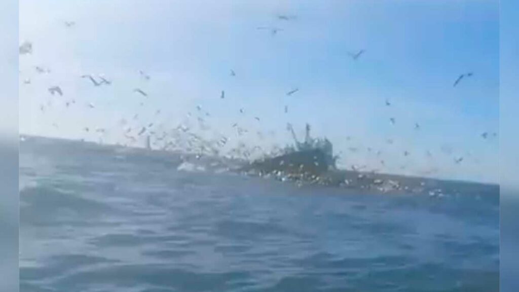 marinero