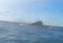 Buscan a marinero tras hundimiento de barco sardinero en Sinaloa marinero