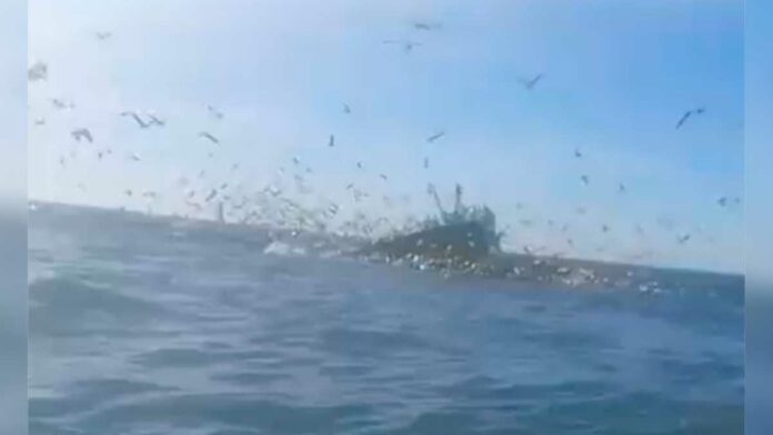 marinero