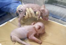 Por escasez, Japón clona cerdos para trasplantar sus órganos a humanos