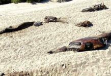 Hallan 28 delfines muertos en Baja California