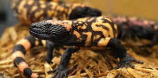 Muere hombre tras ser mordido por monstruo de Gila en EU