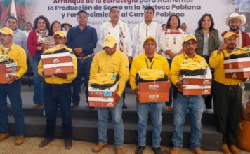 Gobernador inicia estrategia para aumentar producción de sorgo en la Mixteca Gobernador