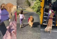 Conmueve en redes un Golden Retriever que ayuda a cargar mochila de niña