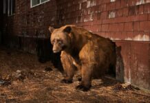 Gobierno de Japón propone caza de osos por alza de ataques hacia humanos