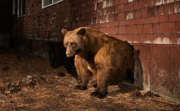 Gobierno de Japón propone caza de osos por alza de ataques hacia humanos