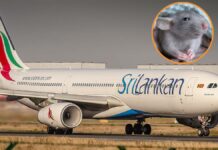Rata impide despegue de avión durante 3 días en Sri Lanka