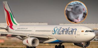 Rata impide despegue de avión durante 3 días en Sri Lanka