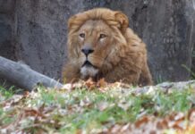 Hombre muere por ataque de león tras intentar tomarse una foto en India