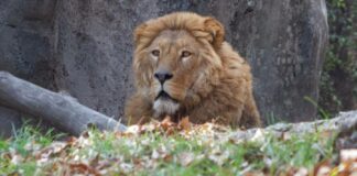 Hombre muere por ataque de león tras intentar tomarse una foto en India