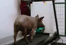 Detectan irregularidades en laboratorio de experimentación animal de Neuralink