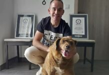 Quitan récord Guinness de “perro más viejo del mundo” a ‘Bobi’ por falta de pruebas