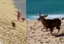 Captan a venado paseando por playa de Los Cabos, Baja California