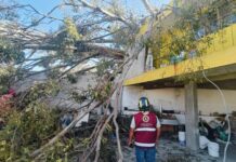 Fuertes vientos tiran 27 árboles en nueve municipios de Puebla