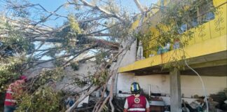 Fuertes vientos tiran 27 árboles en nueve municipios de Puebla