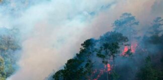 Incendio forestal en Ixtacamaxtitlán se reactivó por contra fuego no autorizado: Medio Ambiente Incendio