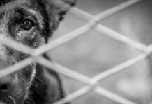 Avanza en comisiones iniciativa para castigar zoofilia hasta con cuatro años de cárcel zoofilia