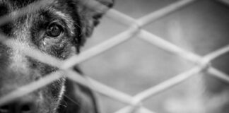 Avanza en comisiones iniciativa para castigar zoofilia hasta con cuatro años de cárcel zoofilia